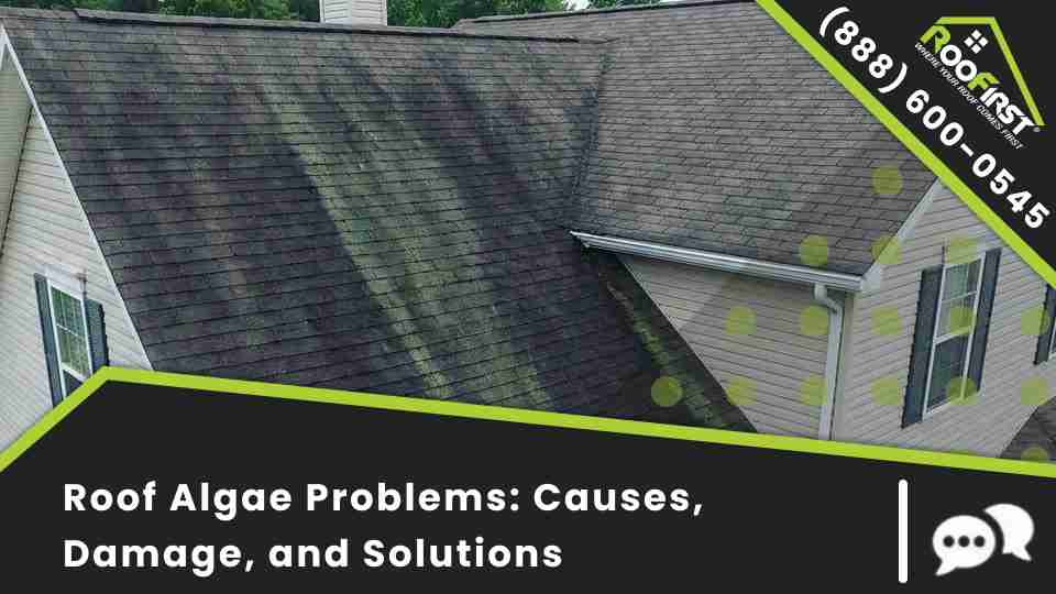 Roof Algae Problems: Causes, Damage, and Solutions